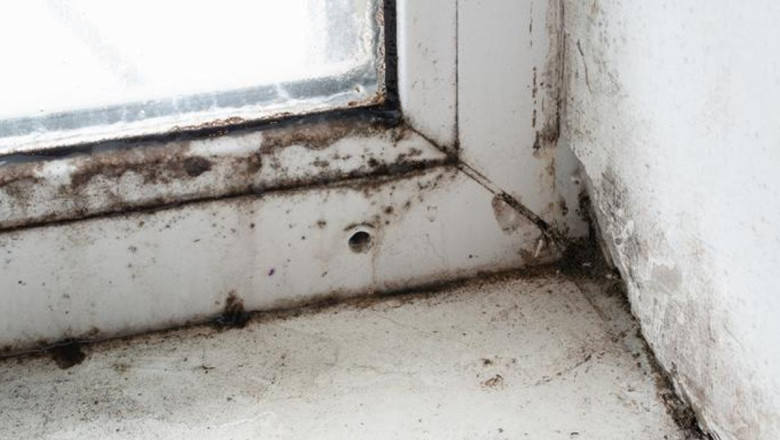  Küf mantarları bakın nasıl kansere sebep oluyor...