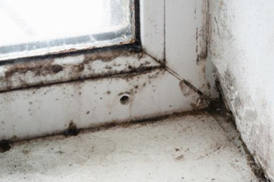  Küf mantarları bakın nasıl kansere sebep oluyor...