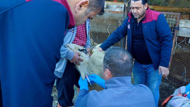 Anormal doğum yapan kuzularda akabane hastalığı tespit edildi