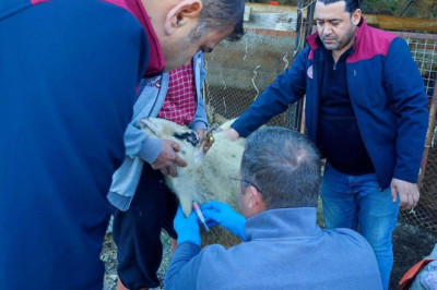 Anormal doğum yapan kuzularda akabane hastalığı tespit edildi