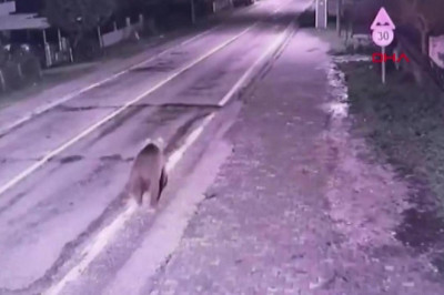 Bursa’daki firari bozayı hala aranıyor