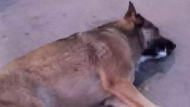 Bodrum'da zehirlendiği ileri sürülen 4 köpek öldü