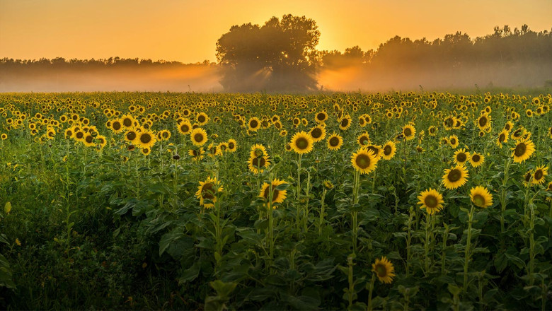Çiftçilere Ayçiçeği Desteği