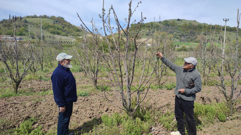 Çiftlikköy’de Zirai Don Hasarı Yerinde İncelendi