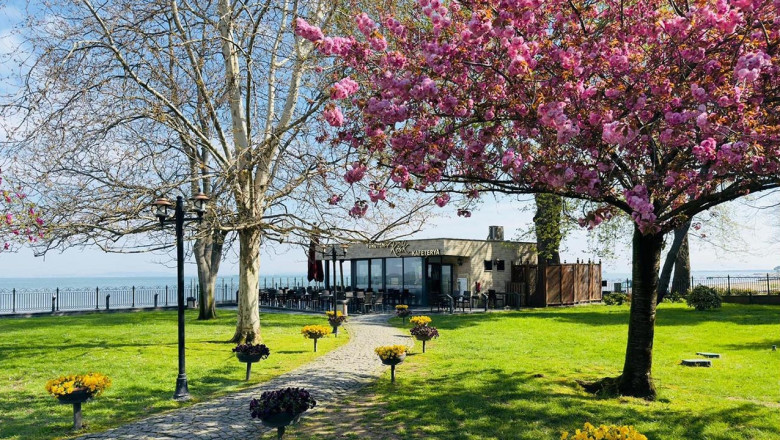 Sakura Ağacı Baharı Müjdeledi