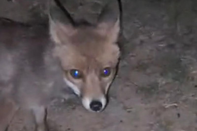 Yalova'da Ormanlık Alanda İnsanların Yanına Gelen Tilki Kamerada