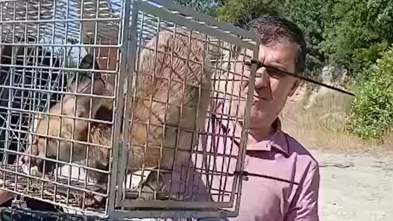 Yalova'da Şehre İnen Tilki Yakalanarak Doğaya Bırakıldı