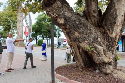 Yalova’da Anıt Ağaçlar Koruma Altında