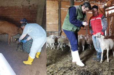 Buzağı ve Kuzu Destek Başvuruları Başladı