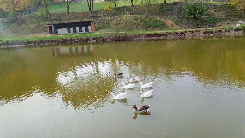 Elmalık Köyünde Kara Kuğu Gölü