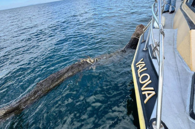 Yalova’da Denizde Tehlike Oluşturan Yüzen Ağaç Kıyıya Çekildi