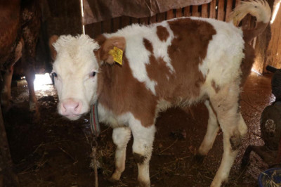 2026 İlkbahar Dönemi Şap Aşılama Kampanyası Başladı