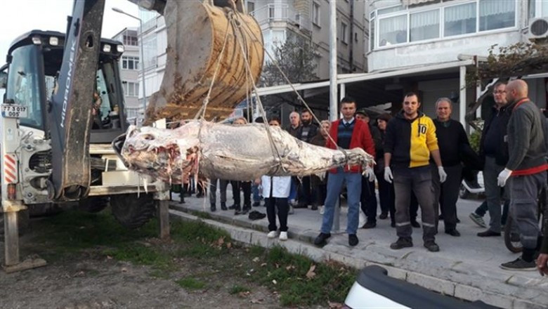 150 kiloluk dev orkinos kıyıya vurdu