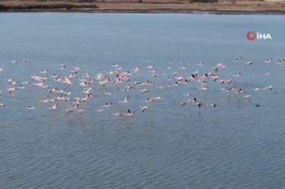 Flamingoların muhteşem kış dansı