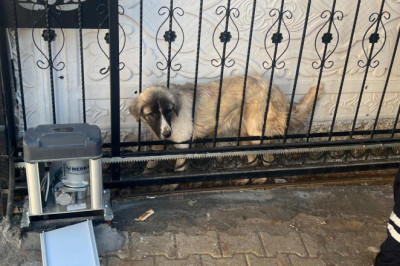 Mardin’de, başı demir kapıya sıkışan köpeği itfaiye kurtardı