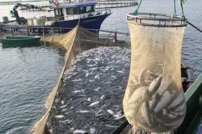 Türk somonu ihracatı 2024 yılında 498 milyon doları buldu