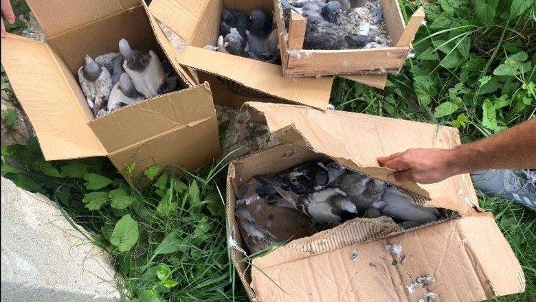 Yalova'da 50 bin lira değerindeki güvercinleri çalan hırsızlar yakalandı