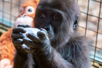 İstanbul Havalimanı'nda bulunan yavru gorilin ismi belli oldu