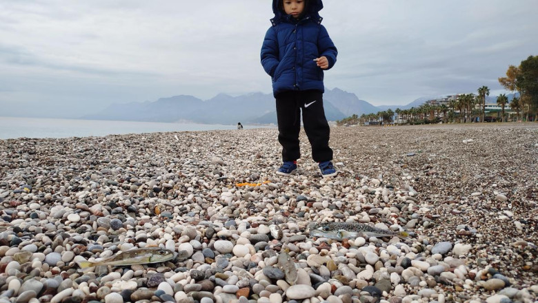 Sahillerde 'karaya çıkarılması yasak' balon balığı tehlikesi