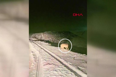 Kurtlar şehir merkezine indi