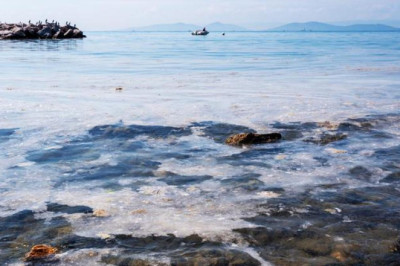 Deniz salyası kabusu geri mi dönüyor?