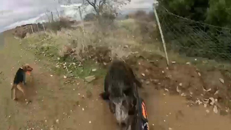 Yaralı yaban domuzu, kendisini vuran avcıya saldırdı; o anlar kamerada