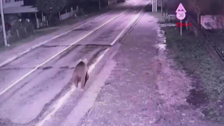 Bursa’daki firari bozayı hala aranıyor