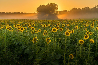 Çiftçilere Ayçiçeği Desteği