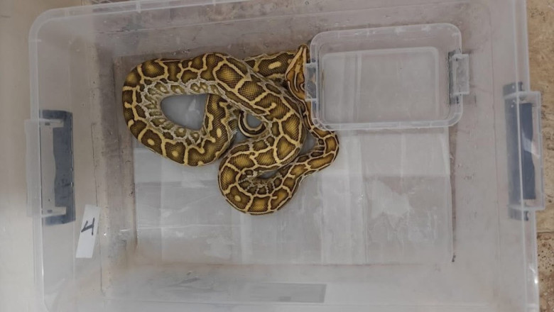 Sivas’ta 4 egzotik yılan ve tarantula ele geçirildi