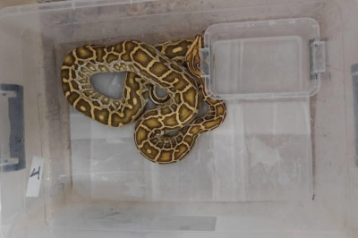 Sivas’ta 4 egzotik yılan ve tarantula ele geçirildi