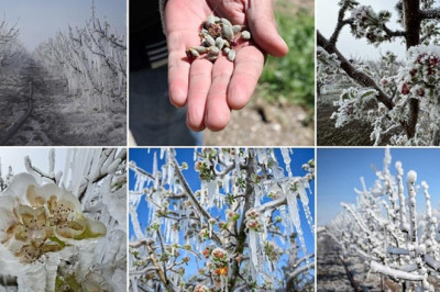 Meclis zirai don olayının sonuçlarını araştıracak