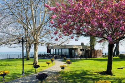 Sakura Ağacı Baharı Müjdeledi