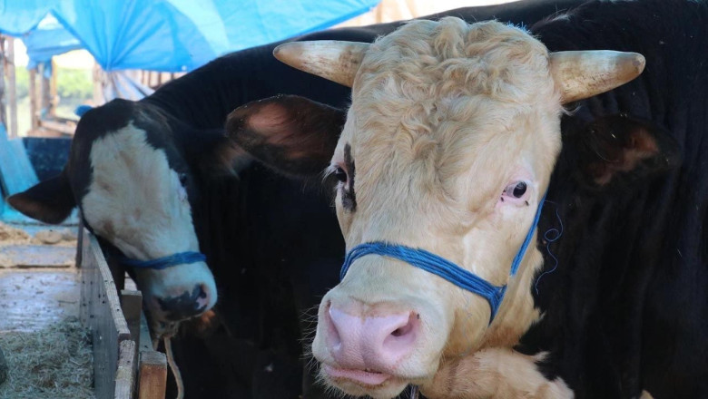 Yalova’da Kurban Pazarı Kuruluyor!