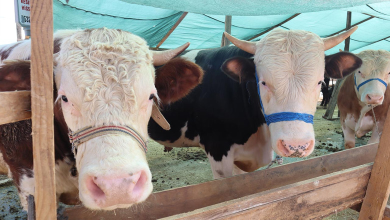 Bu Pazarda Su Yok, Tuvalet de!