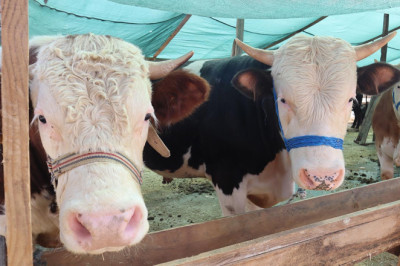 Bu Pazarda Su Yok, Tuvalet de!