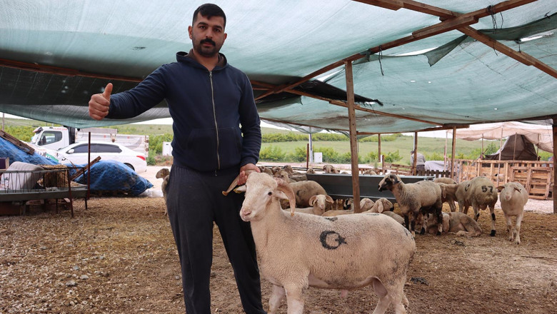 Kurban Bayramı Öncesi Küçükbaş Hayvan Fiyatları