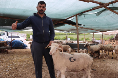 Kurban Bayramı Öncesi Küçükbaş Hayvan Fiyatları