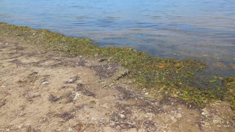 Çandır’dan Yalova Belediyesi’ne Taş: Bu Deniz Yosunlarıyla Krem Yapalım!