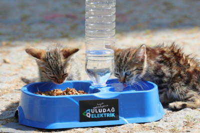 Sıcak Yaz Günlerinde Can Dostlarımıza Destek
