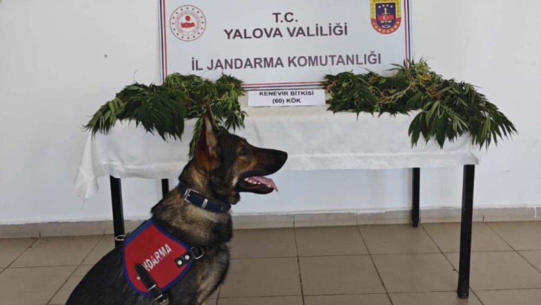 Yalova'da Yasa Dışı Kenevir Ekimi Yapan Zanlı Tutuklandı
