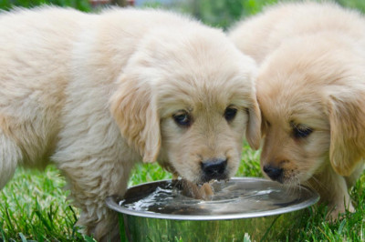 Yalova Belediyesi: Bir Kap Su, Bir Can Demek!