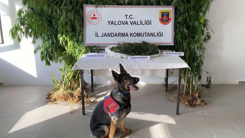 Termal’de Kenevir Operasyonu: 1 Kişi Tutuklandı