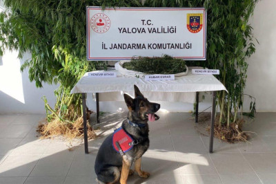 Termal’de Kenevir Operasyonu: 1 Kişi Tutuklandı