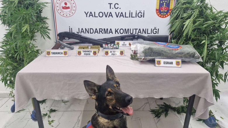 Yalova'da Ormanlık Alanda Uyuşturucu Yetiştiren 2 Şüpheli Yakalandı
