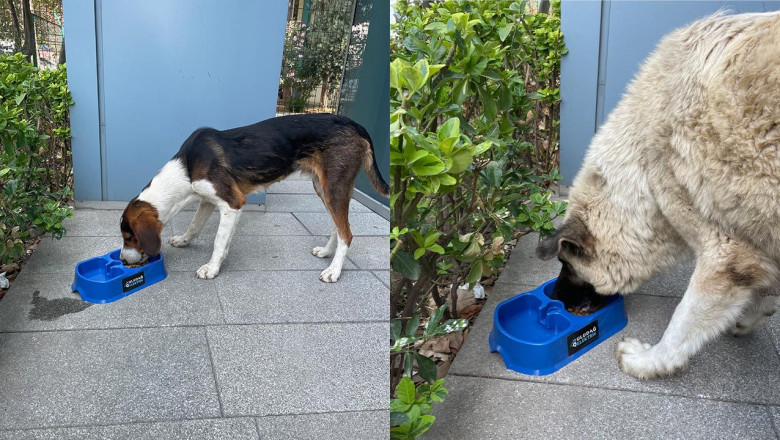 “Sevgimiz, Enerjimiz Sizinle” Projesi Sokak Hayvanlarına Umut Olmaya Devam Ediyor