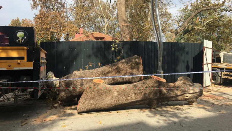 Yalova Barosu’ndan Anıt Ağaç Açıklaması: “Vicdan ve Hukuk Dışı Olayın Karşısındayız”