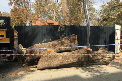 Yalova Barosu’ndan Anıt Ağaç Açıklaması: “Vicdan ve Hukuk Dışı Olayın Karşısındayız”