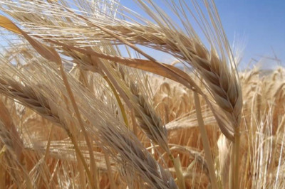 Kuraklık Arpa Ekimini Artırdı