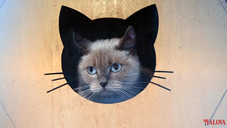 Yalova Belediyesi’nden Can Dostlara Kapsamlı Hizmet