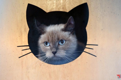 Yalova Belediyesi’nden Can Dostlara Kapsamlı Hizmet